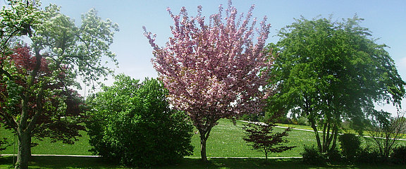 Blühender Baum im Frühling 